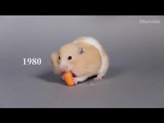 100 years of hamster beauty in 60 seconds